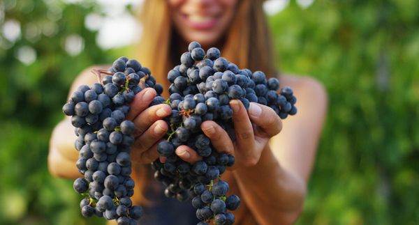 A woman holding out two bunches of dark grapes at a vineyard