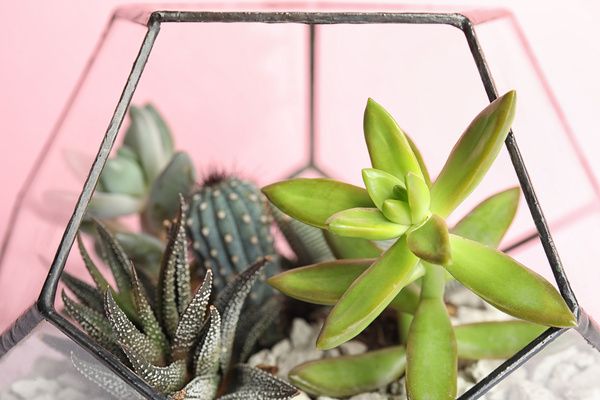 A clear vase filled with various cacti and white pebbles was arranged by the hen during the terrarium workshop