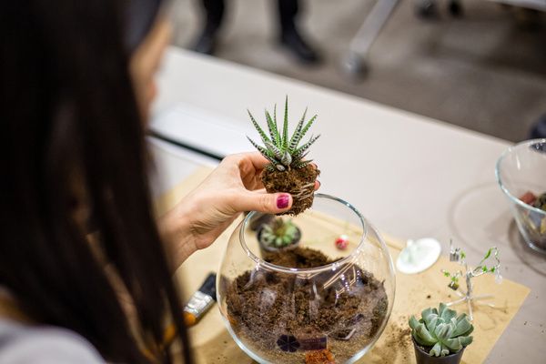Hen moved the succulents into a small, transparent bowl filled with pebbles and soil