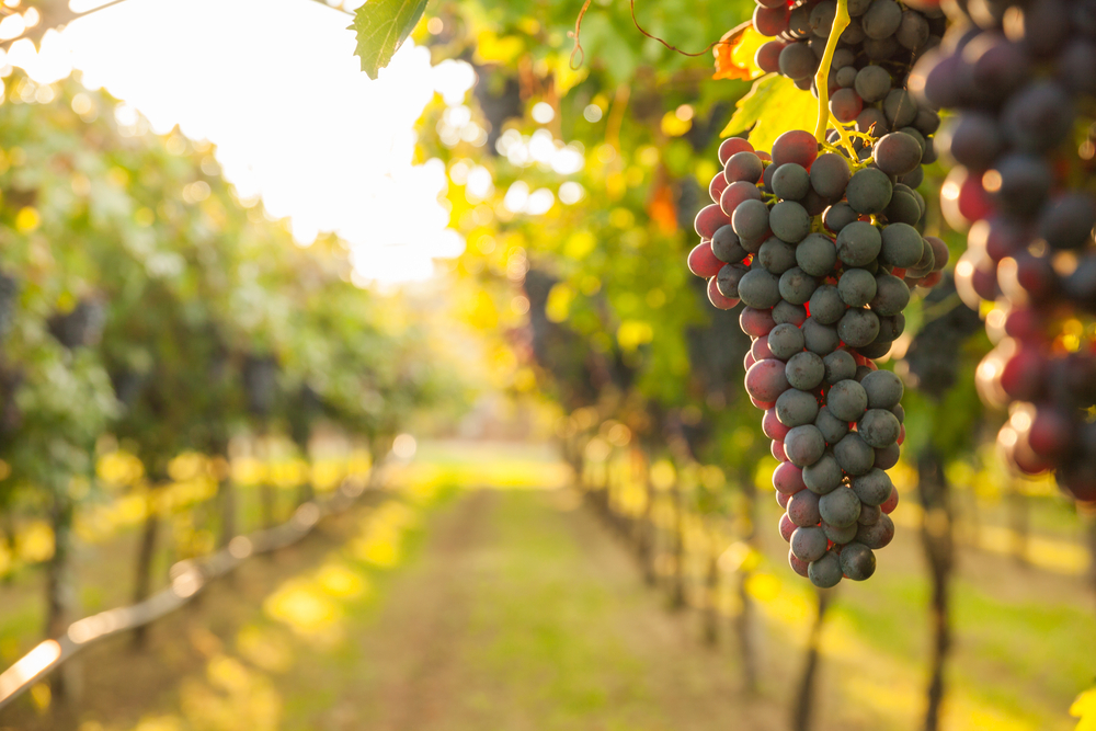 Bunches of red grapes hanging over a sunlit row of vines