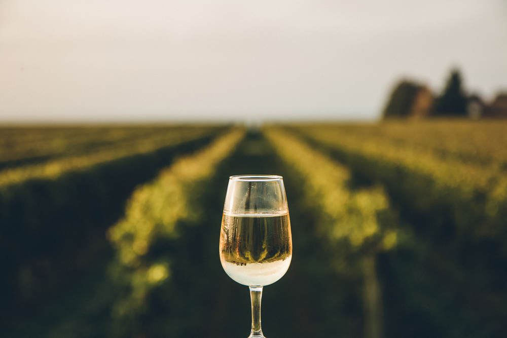 A glass of white wine on a post above rows of vines as the sun sets